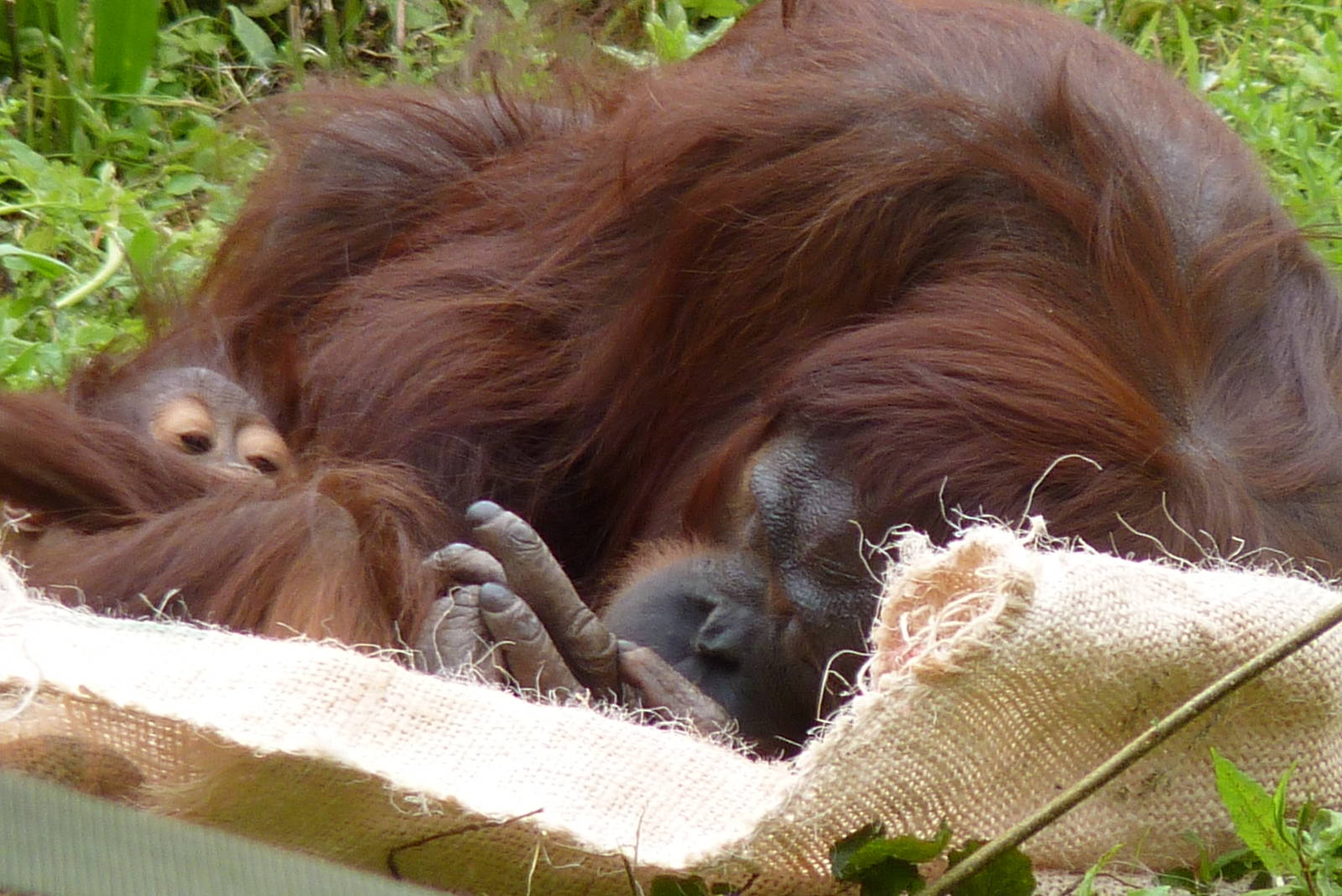 Bornean Orangutans, June 2016