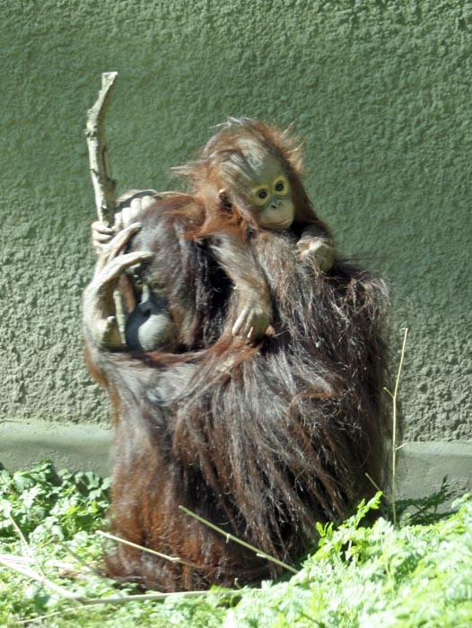 Bornean orangutans - Leia and Latifah - 25 April 2010