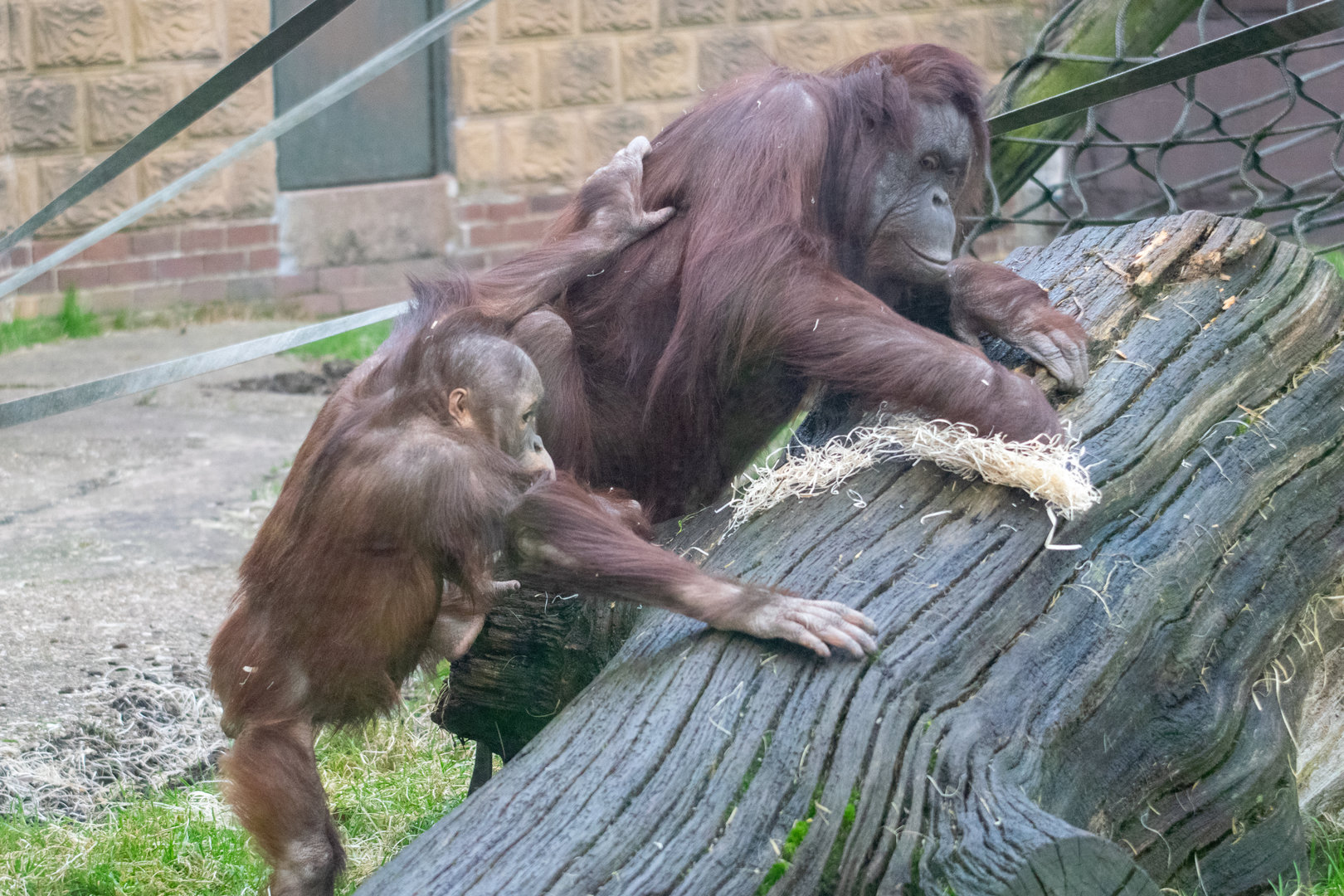 Bornean Orangutans Maliku and Basuki