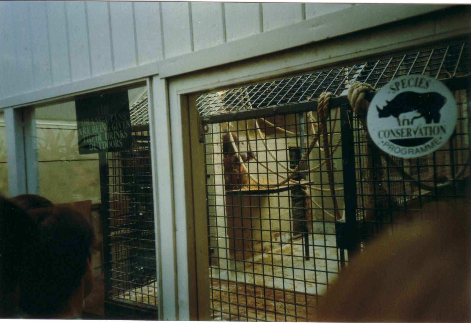 Bornean Orangutans, March 1997