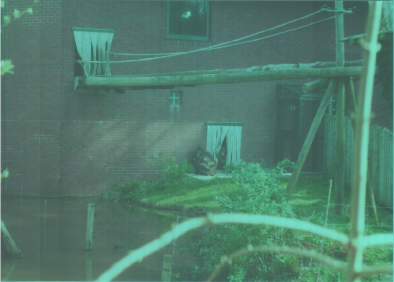 Bornean Orangutans, March 2002