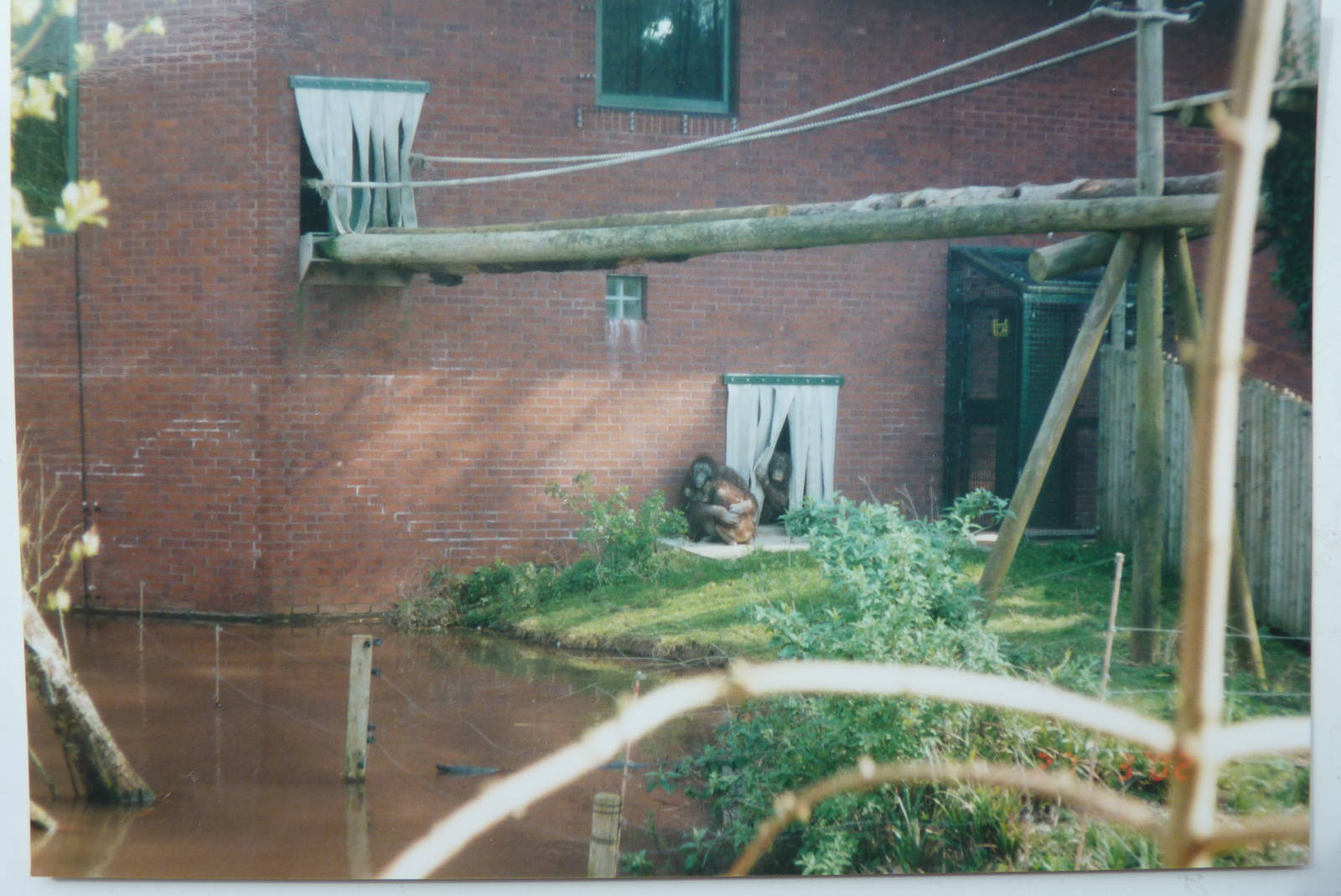 Bornean orangutans, March 2002