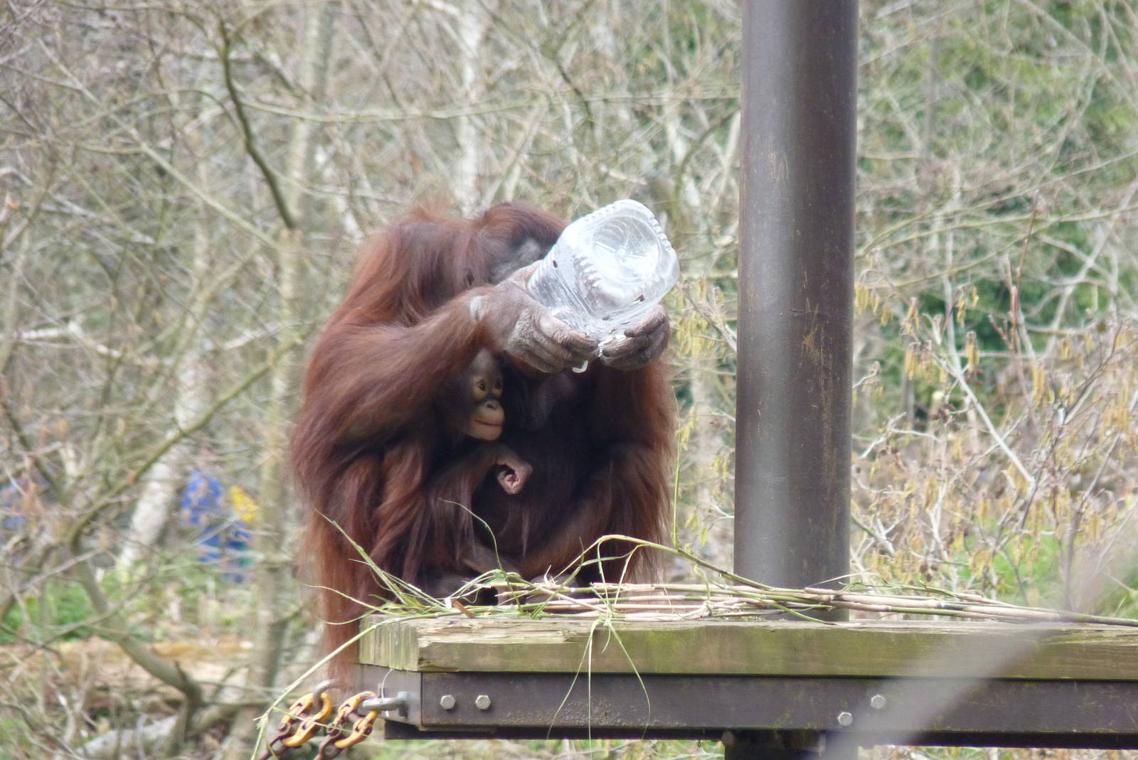 Bornean Orangutans, March 2016