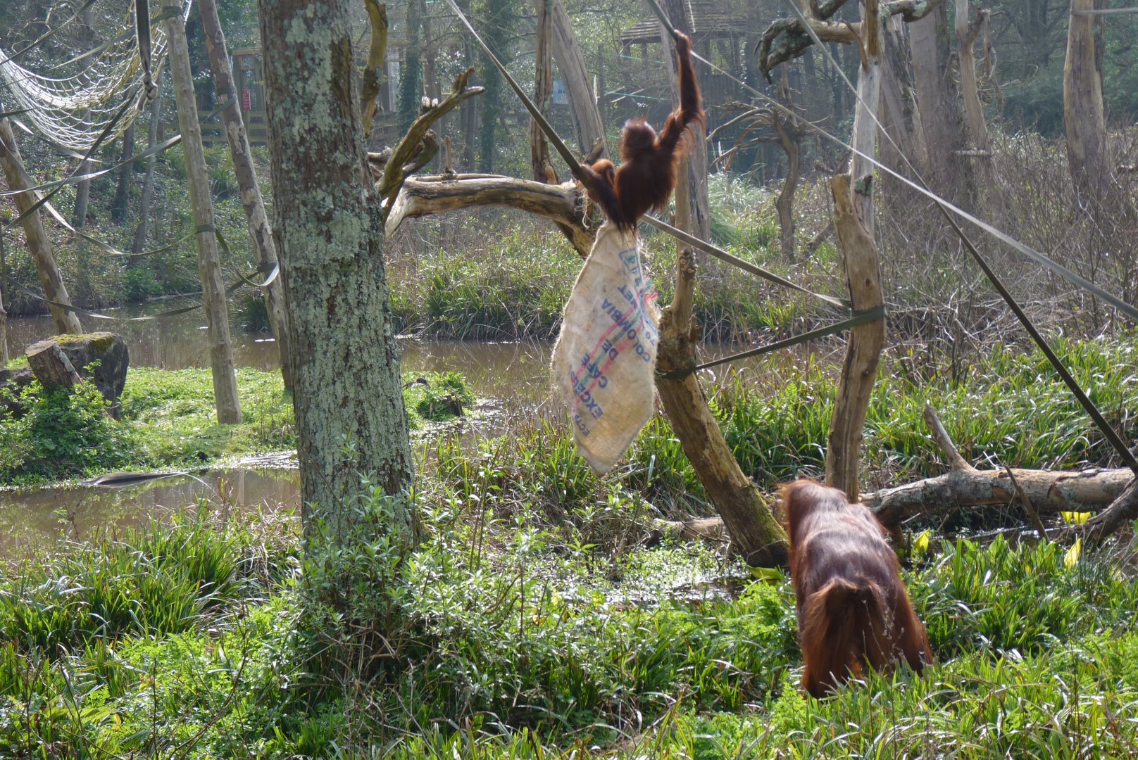 Bornean Orangutans, March 2017