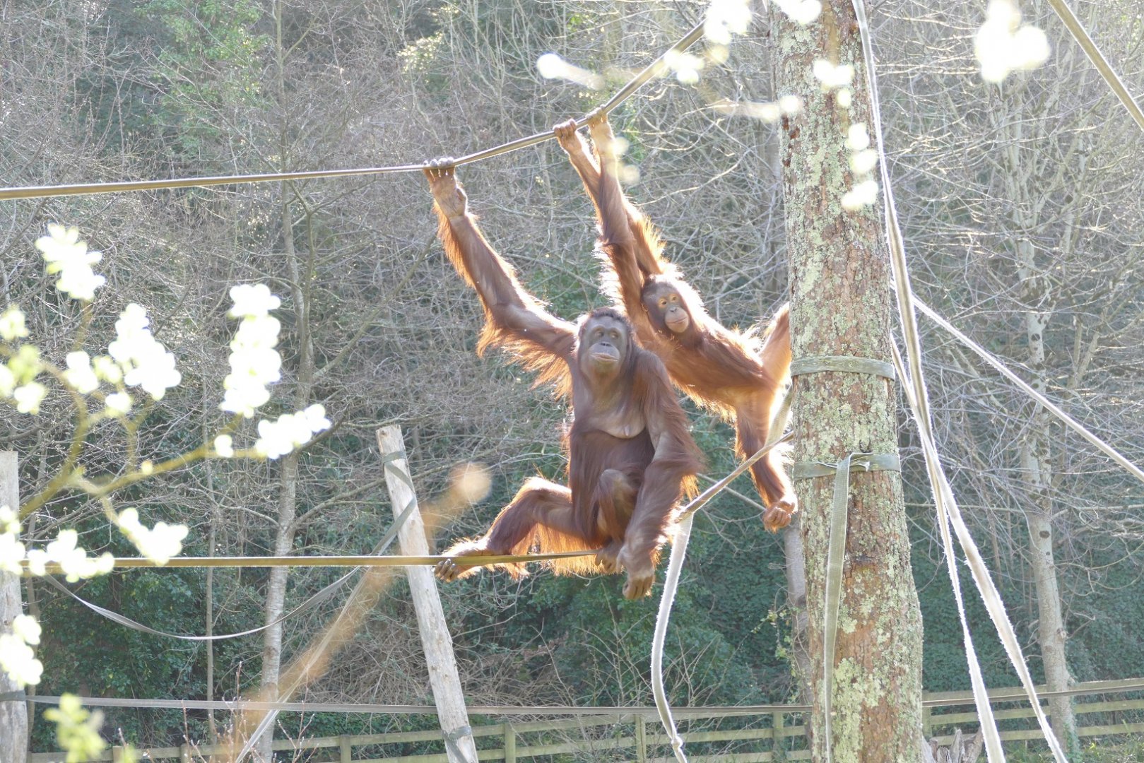 Bornean orangutans, March 2020