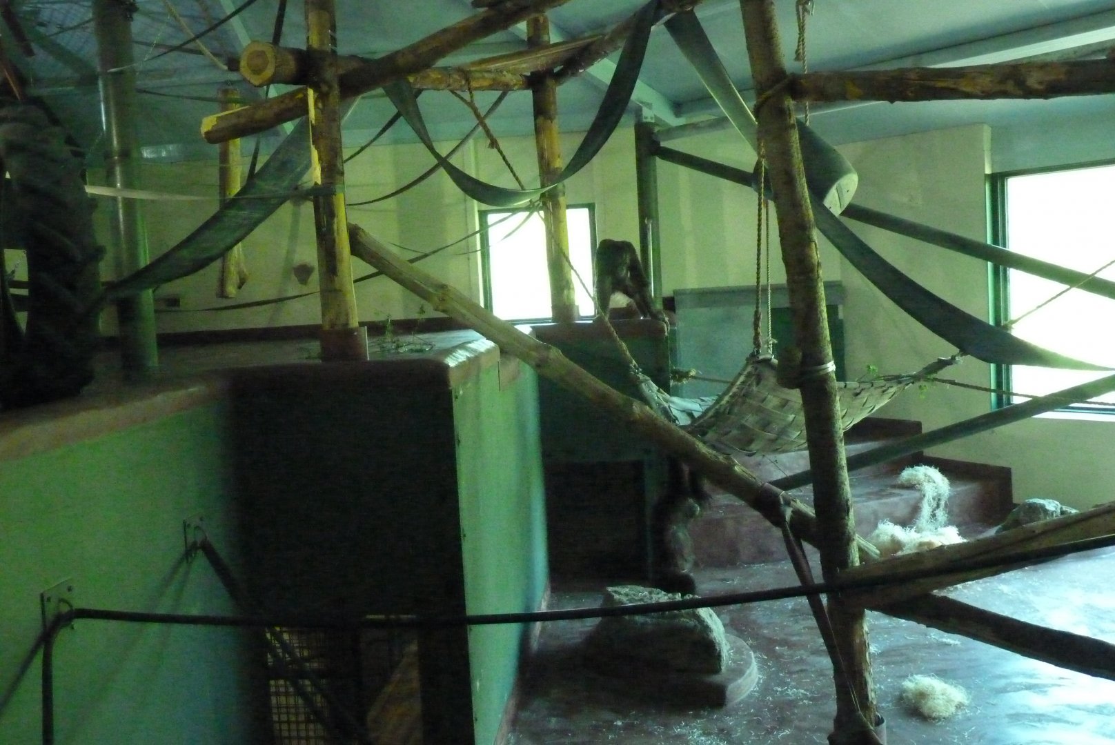 Bornean Orangutans, May 2017