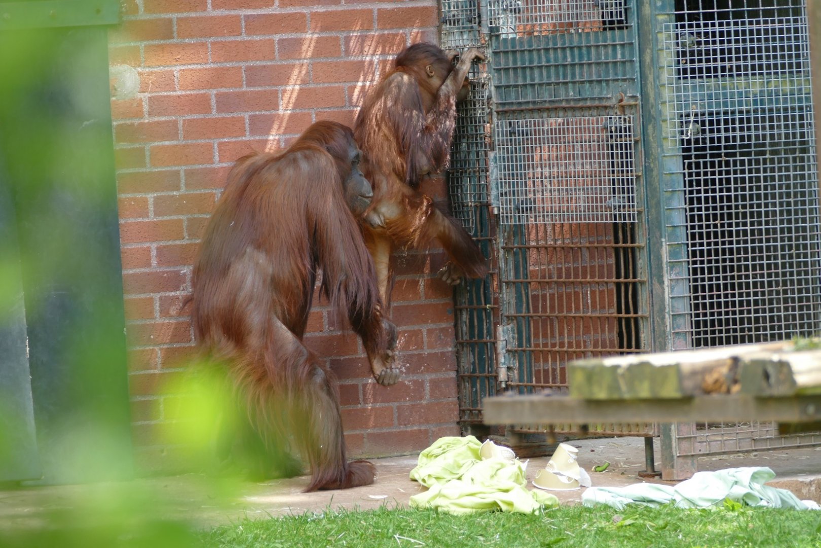 Bornean orangutans, May 2019