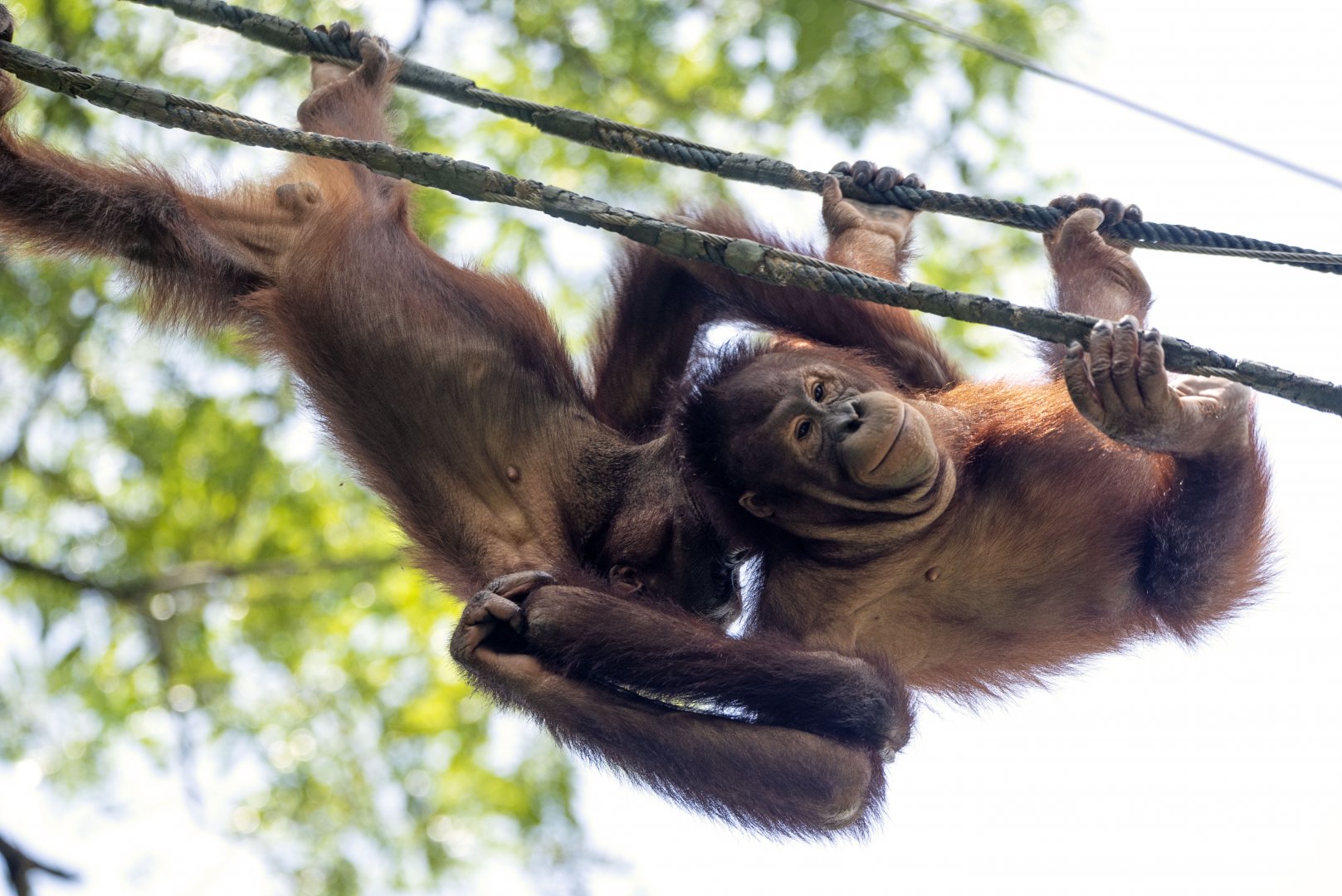 Bornean orangutans 'Natu' and 'Adi'