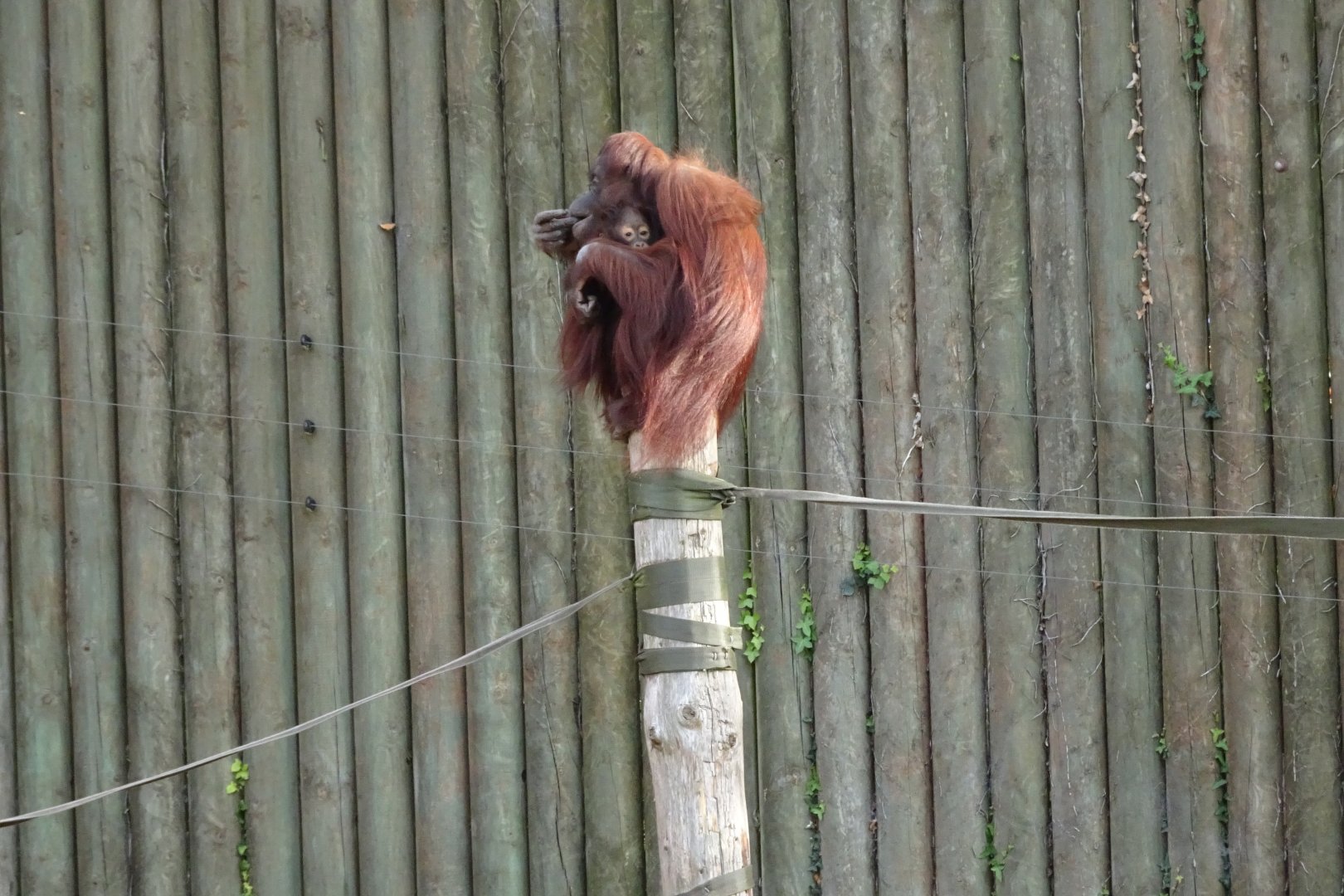 Bornean orangutans, November 2017