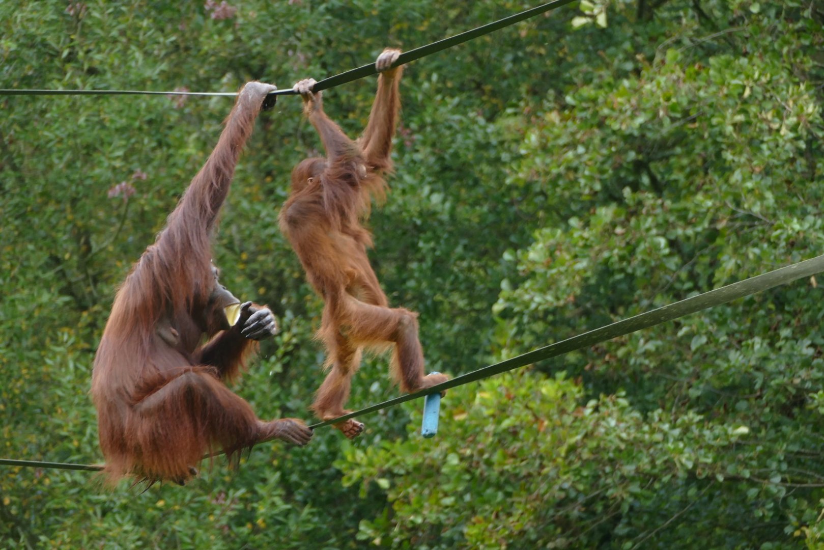 Bornean orangutans, October 2018