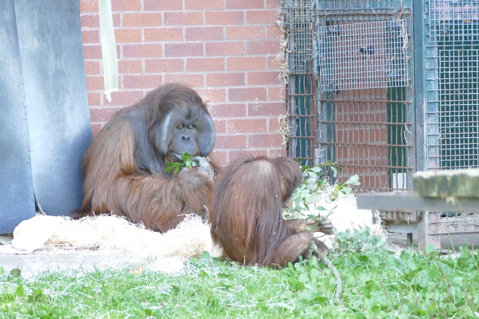 Bornean orangutans, October 2022