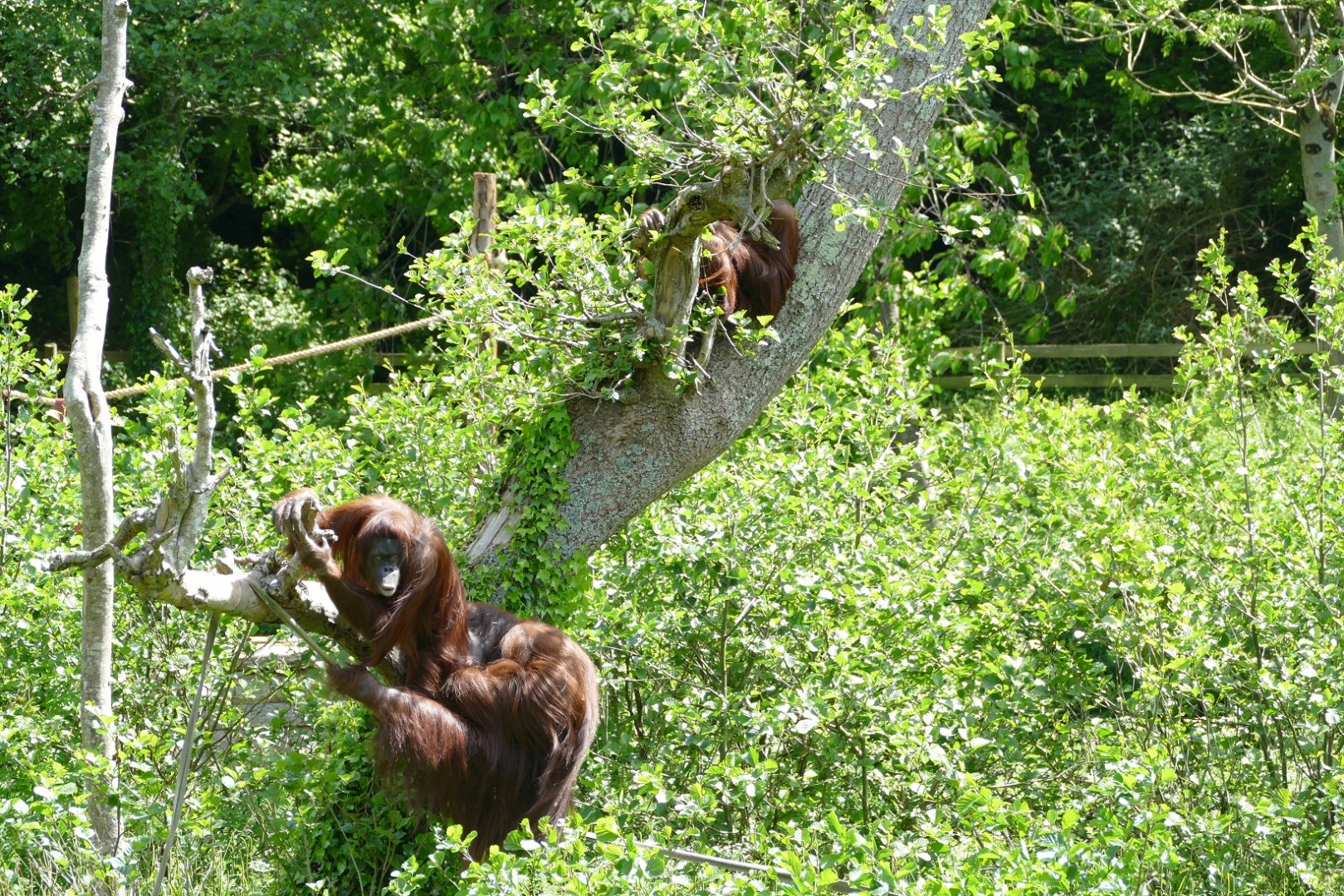 Bornean orangutans on the large island, May 2022