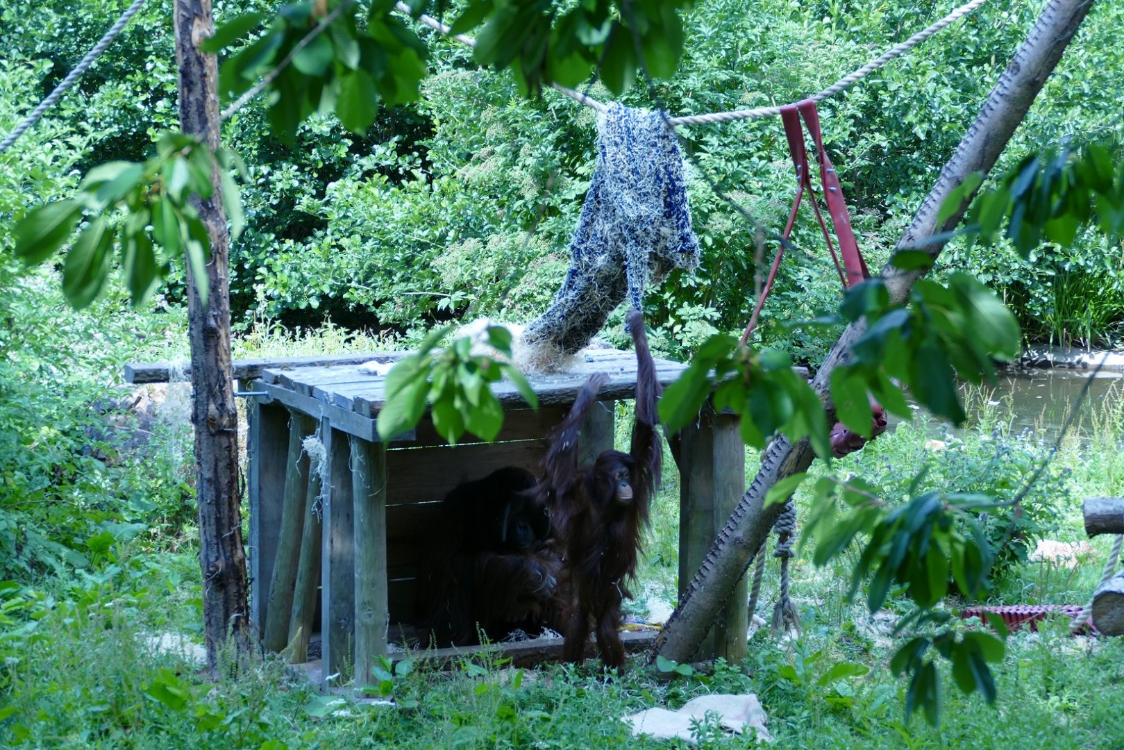 Bornean orangutans on the small island, July 2022