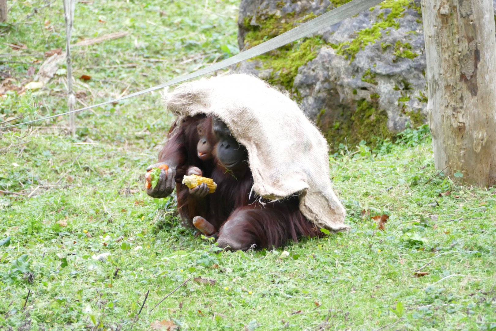 Bornean orangutans out in the cold, December 2017