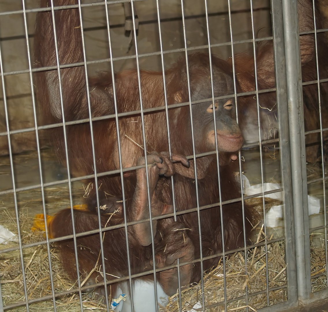 Bornean orangutans (Pongo pygmaeus) 2007-04-01