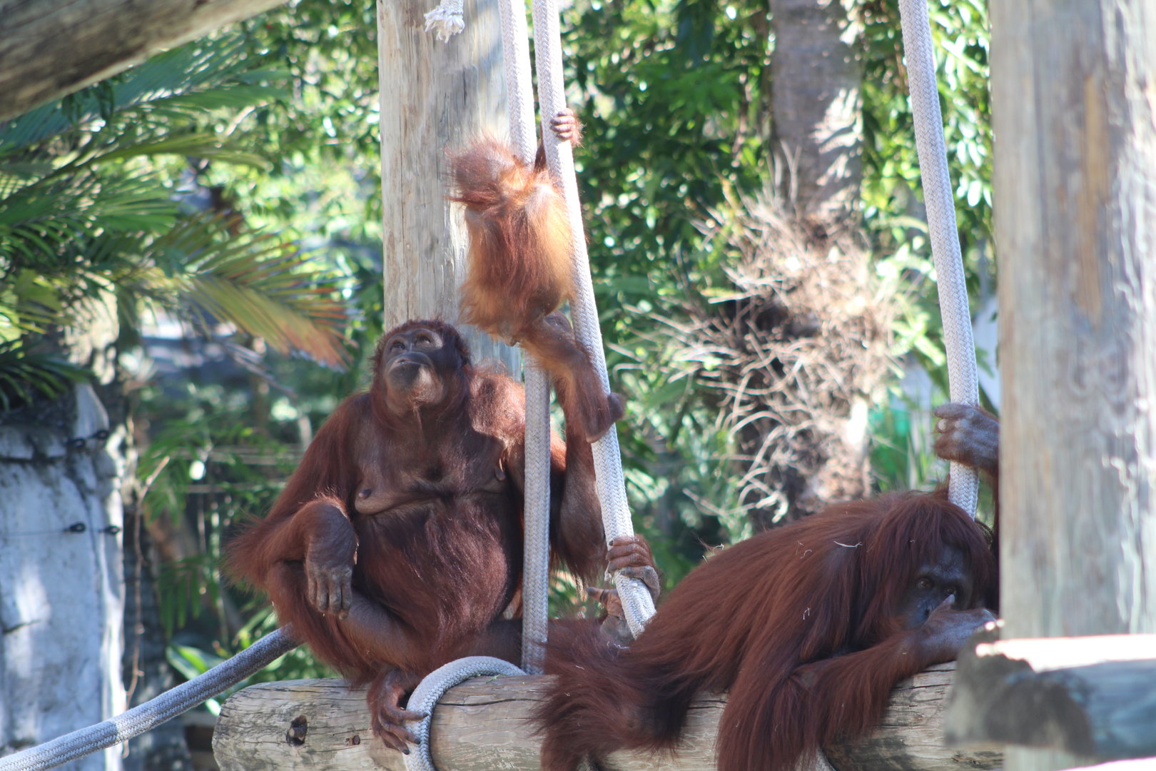 Bornean Orangutans (Pongo pygmaeus)