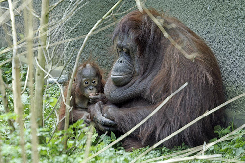 Bornean orangutans - Sarikei and Iznee - 25 April 2010