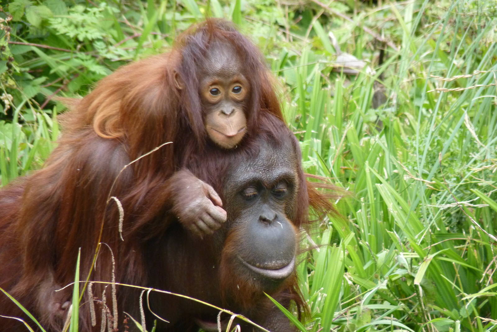 Bornean Orangutans, September 2015