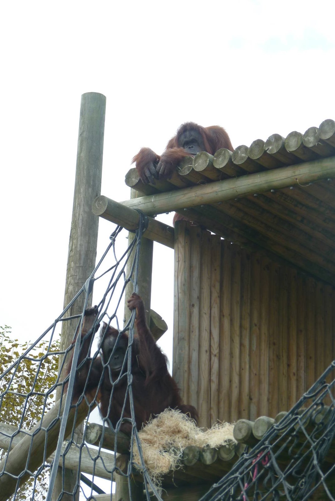 Bornean Orangutans, September 2016