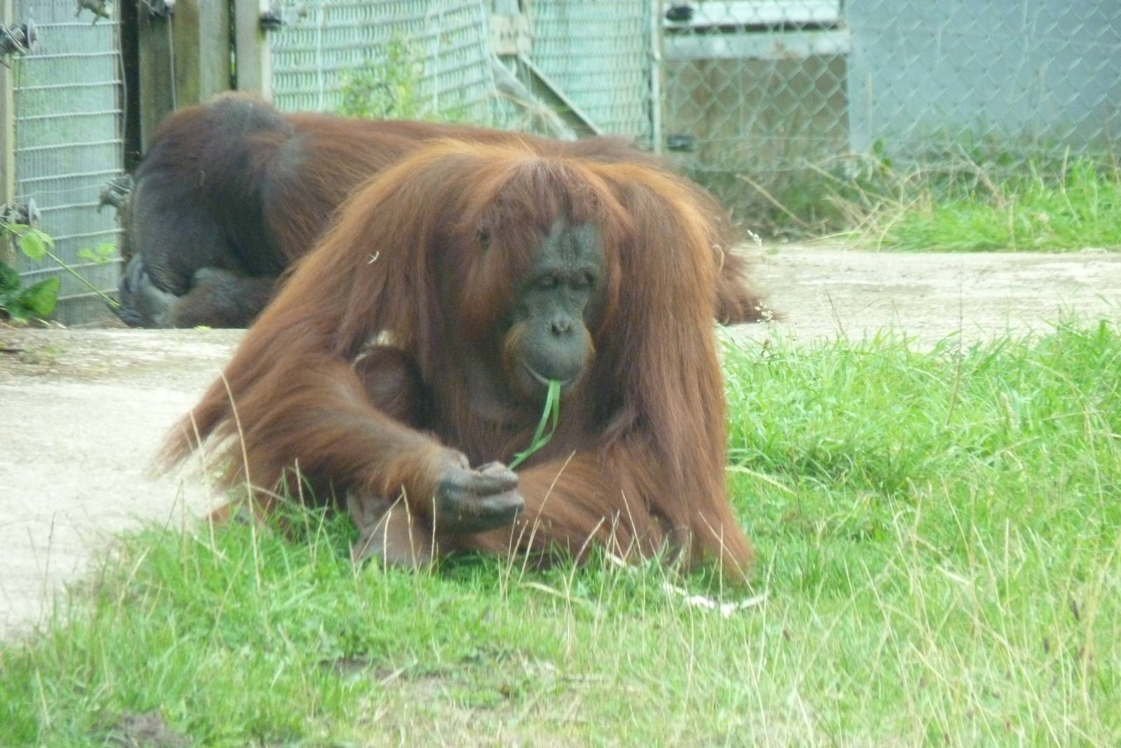 Bornean Orangutans, September 2016