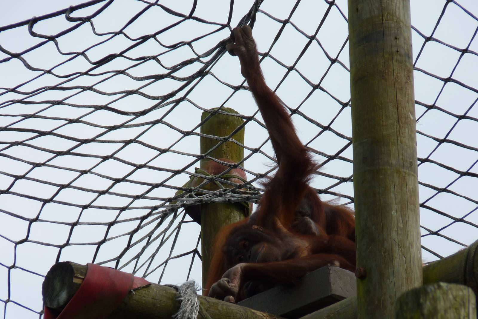 Bornean Orangutans, September 2016