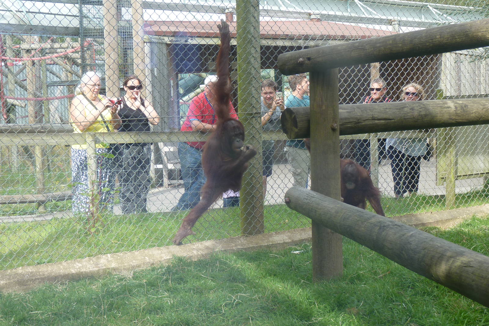Bornean Orangutans, September 2016