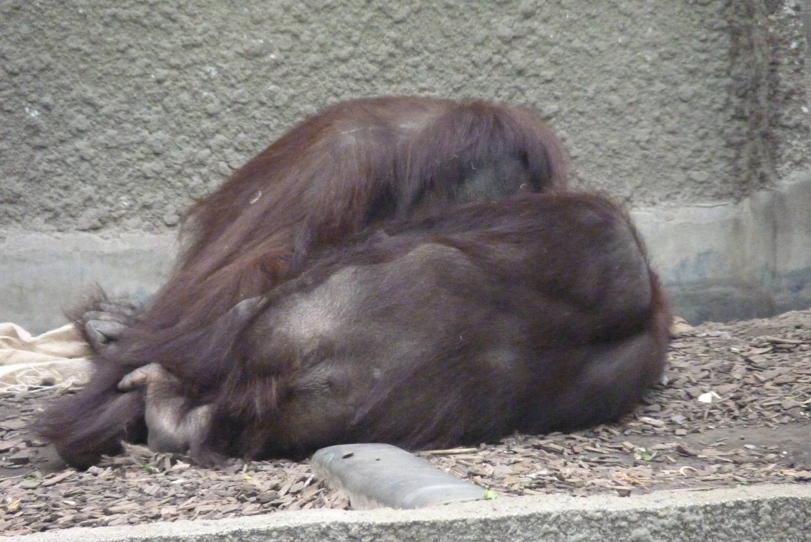 Bornean Orangutans, September 2016