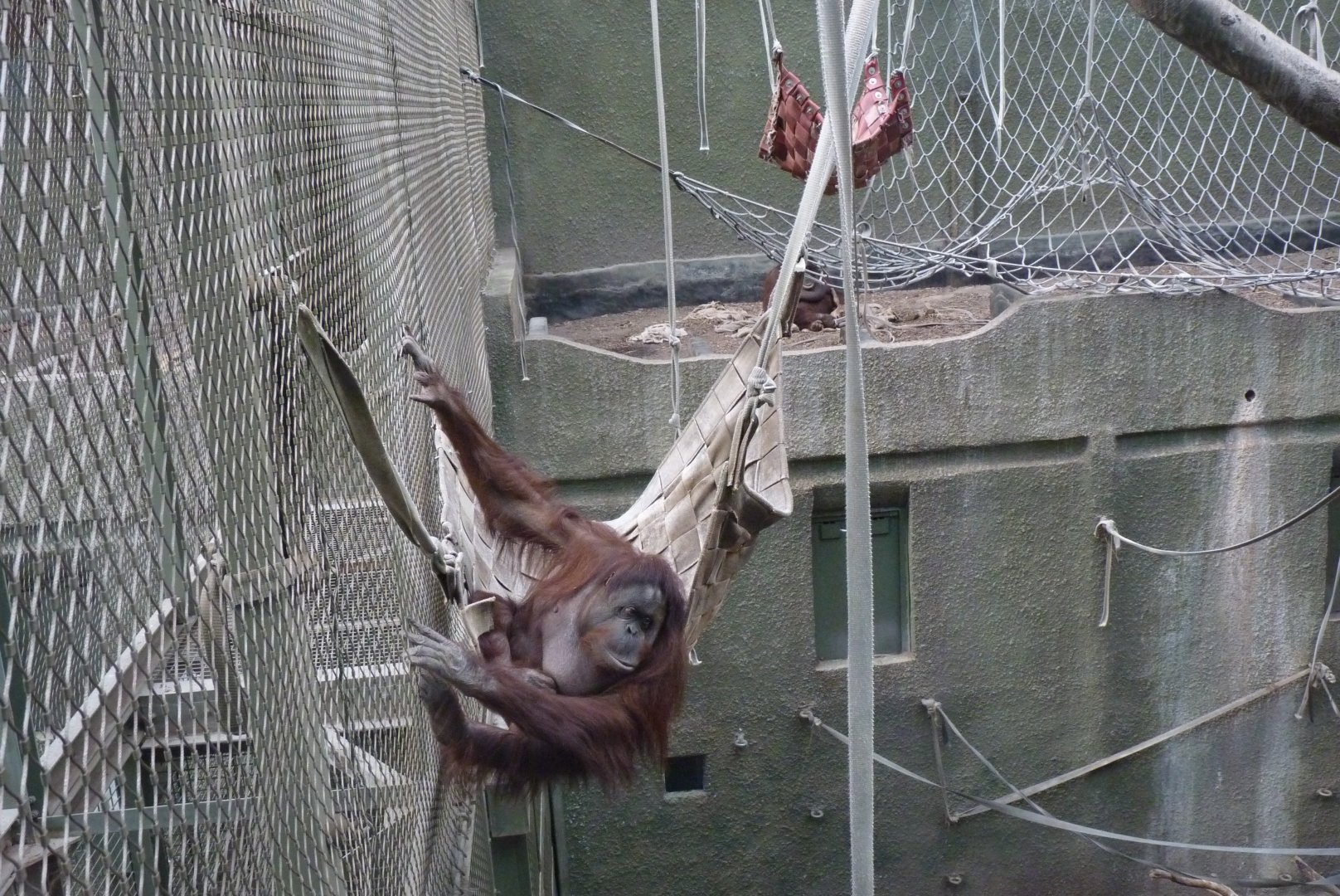 Bornean Orangutans, September 2017