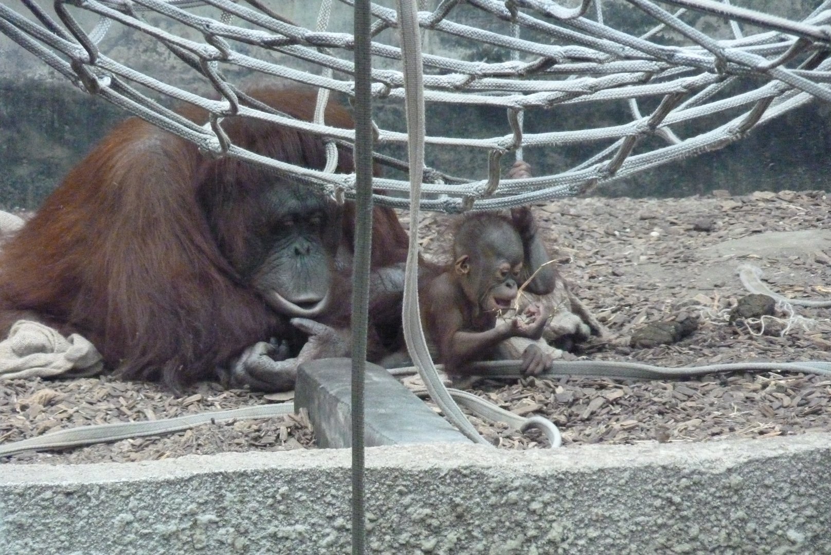 Bornean Orangutans, September 2017