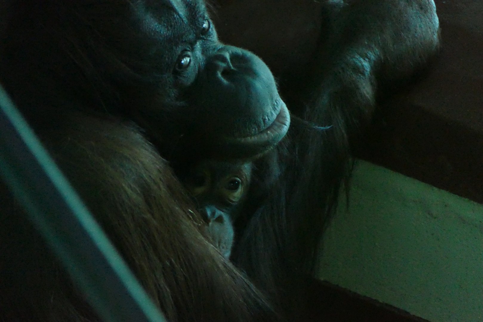 Bornean orangutans, September 2018