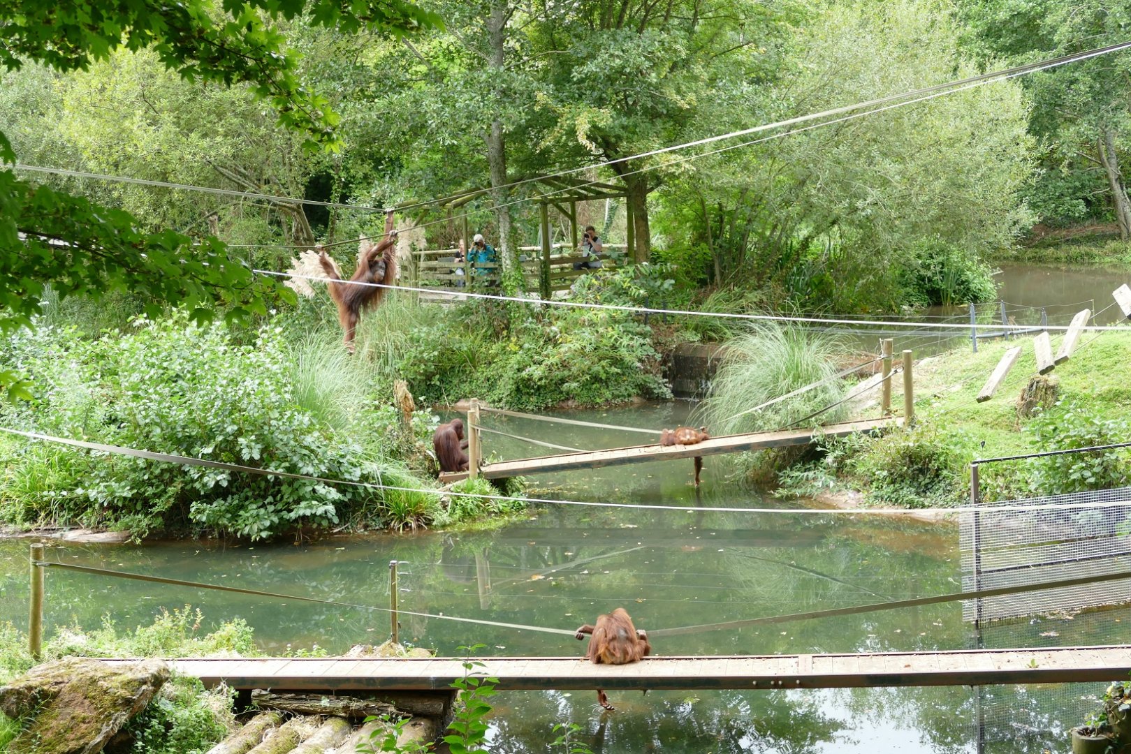 Bornean orangutans, September 2019