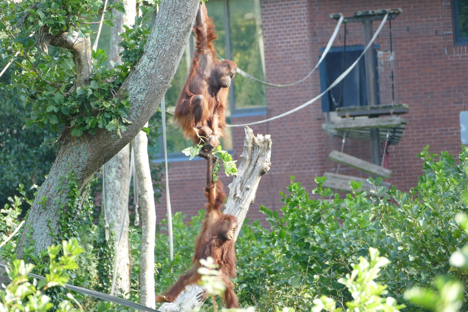 Bornean orangutans, September 2020