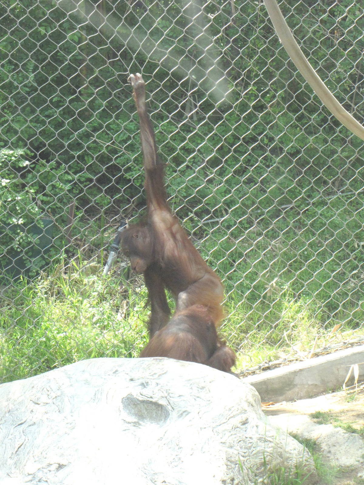 Bornean Orangutans
