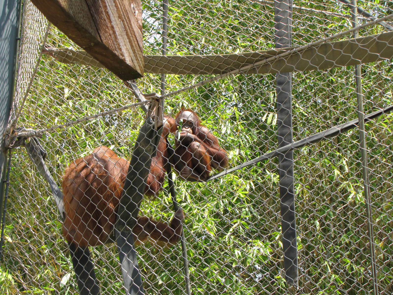 Bornean Orangutans