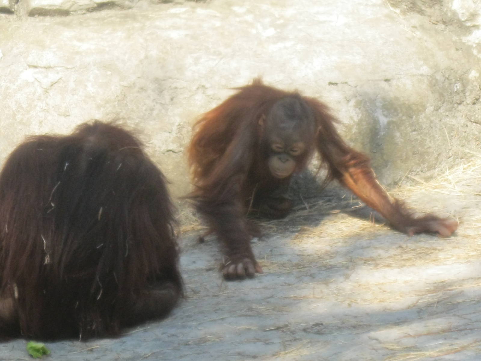 Bornean Orangutans
