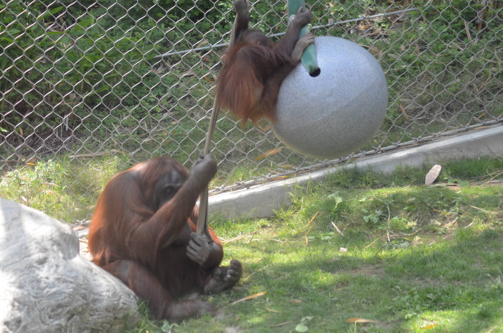 Bornean Orangutans