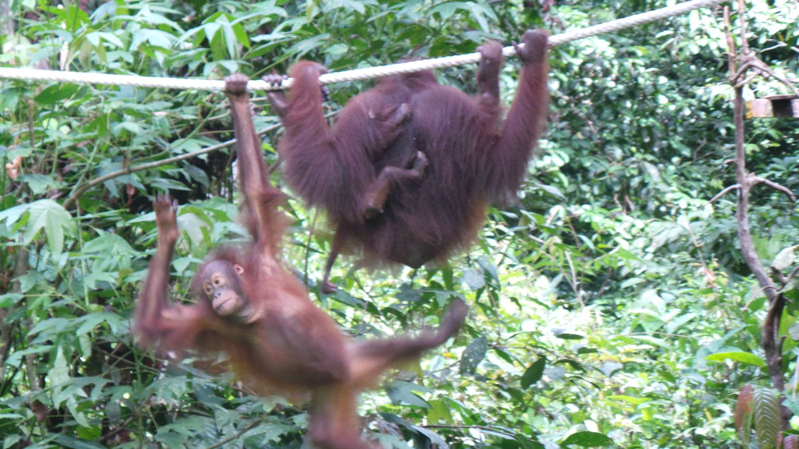 Bornean orangutans