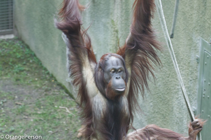 Bornean orangutans
