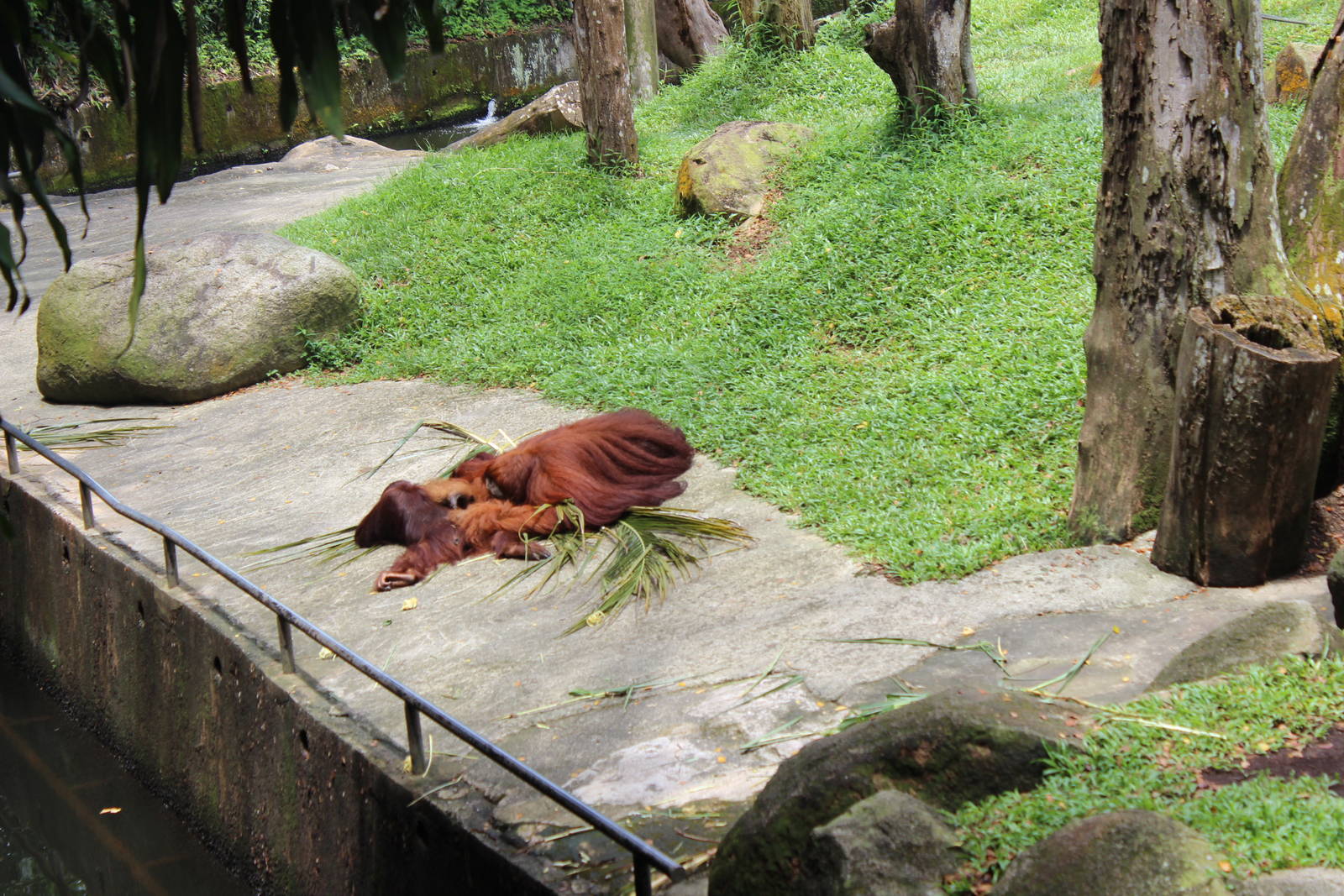 Bornean Orangutans