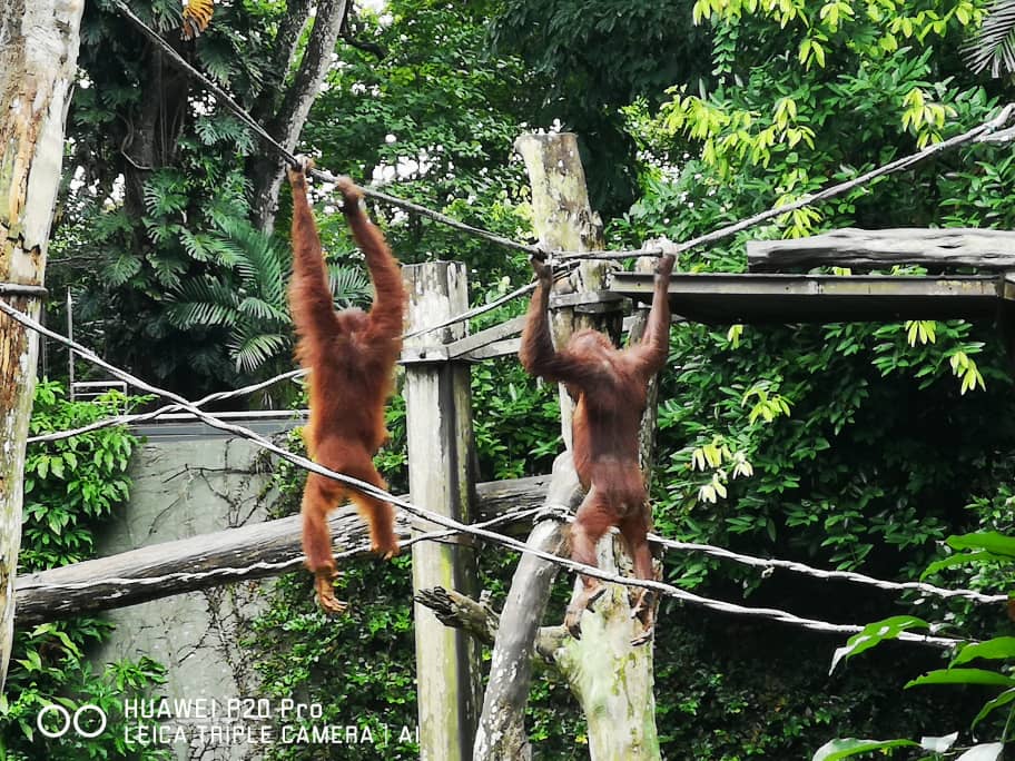Bornean Orangutans