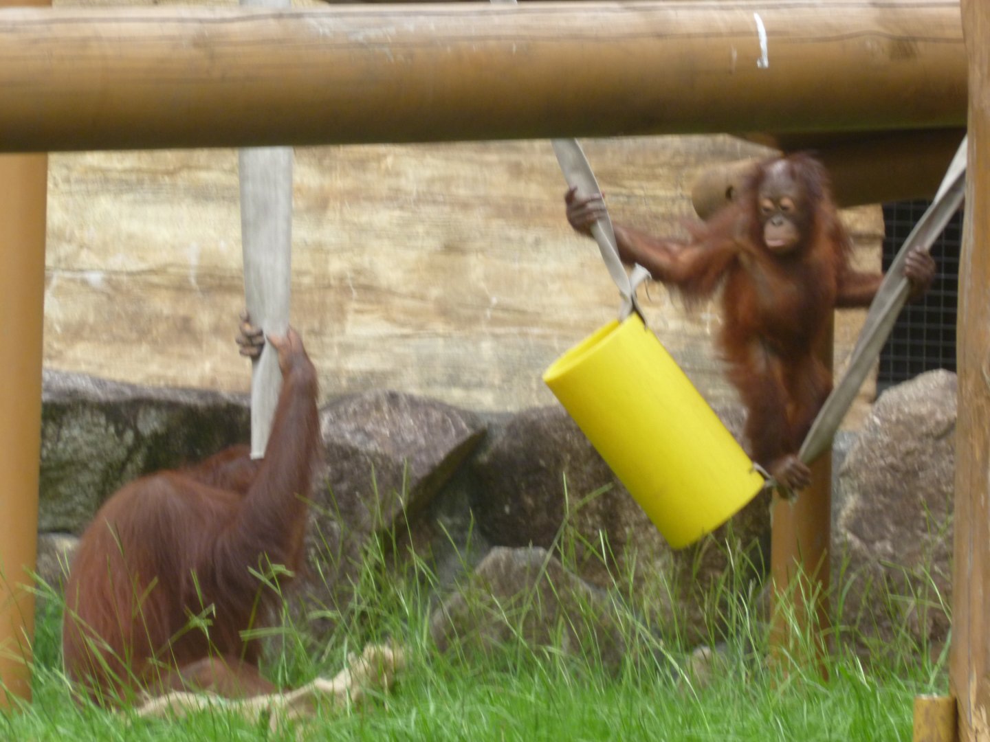 Bornean Orangutans