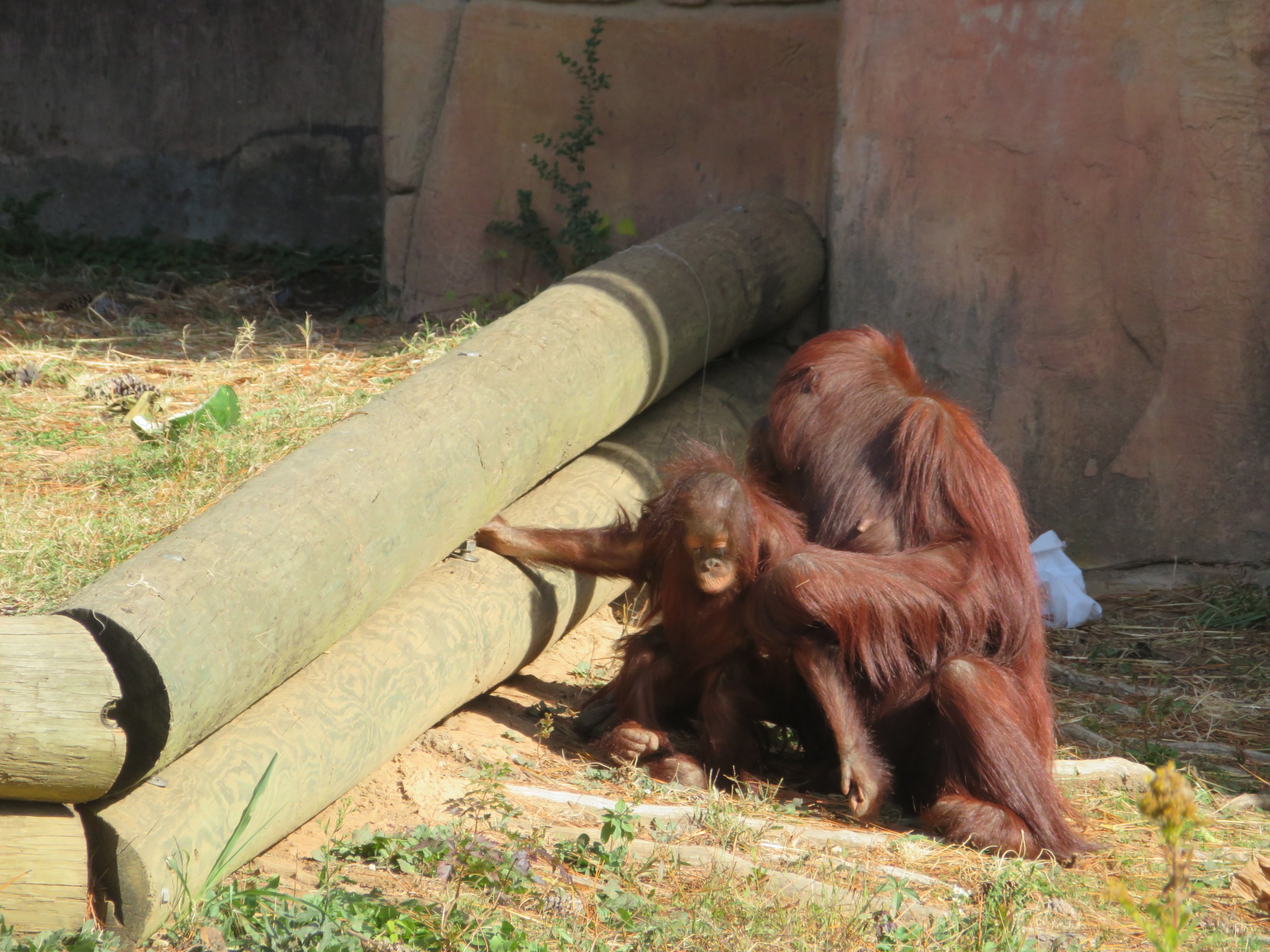 Bornean Orangutans