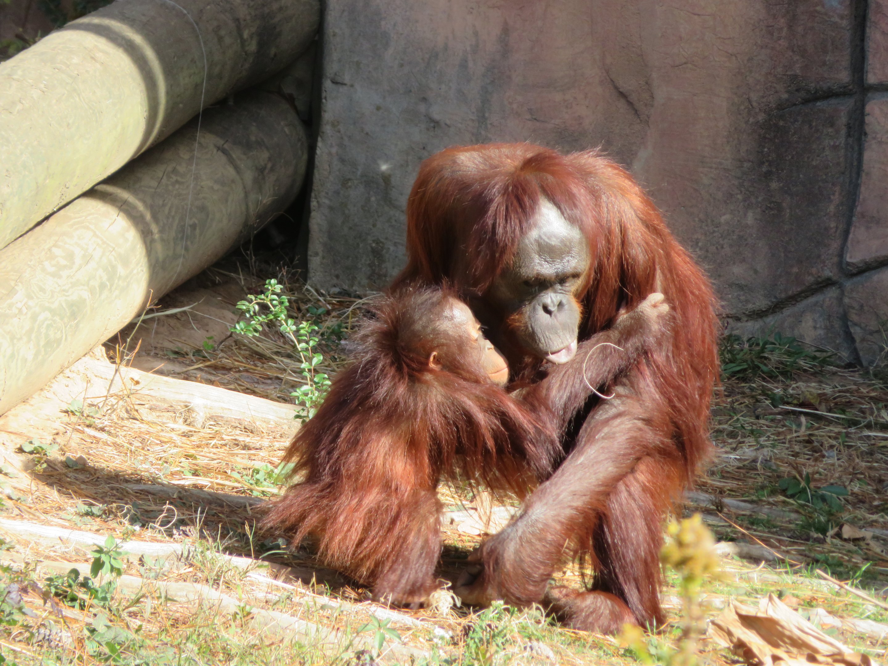 Bornean Orangutans