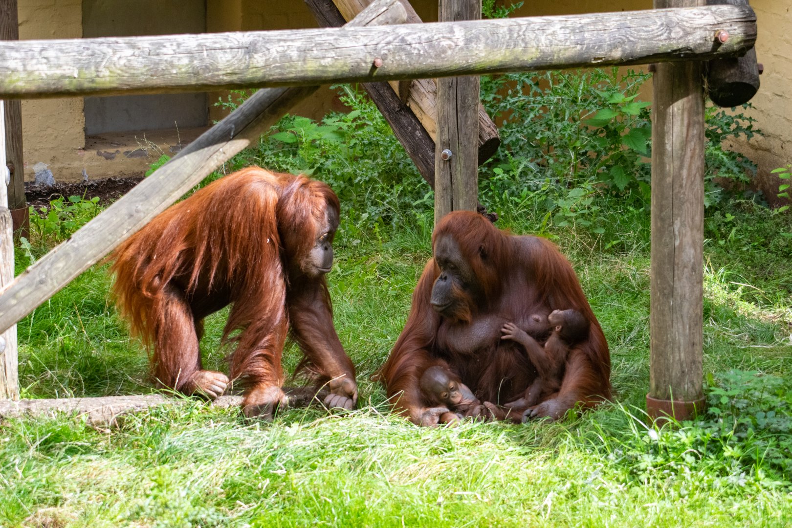 Bornean Orangutans