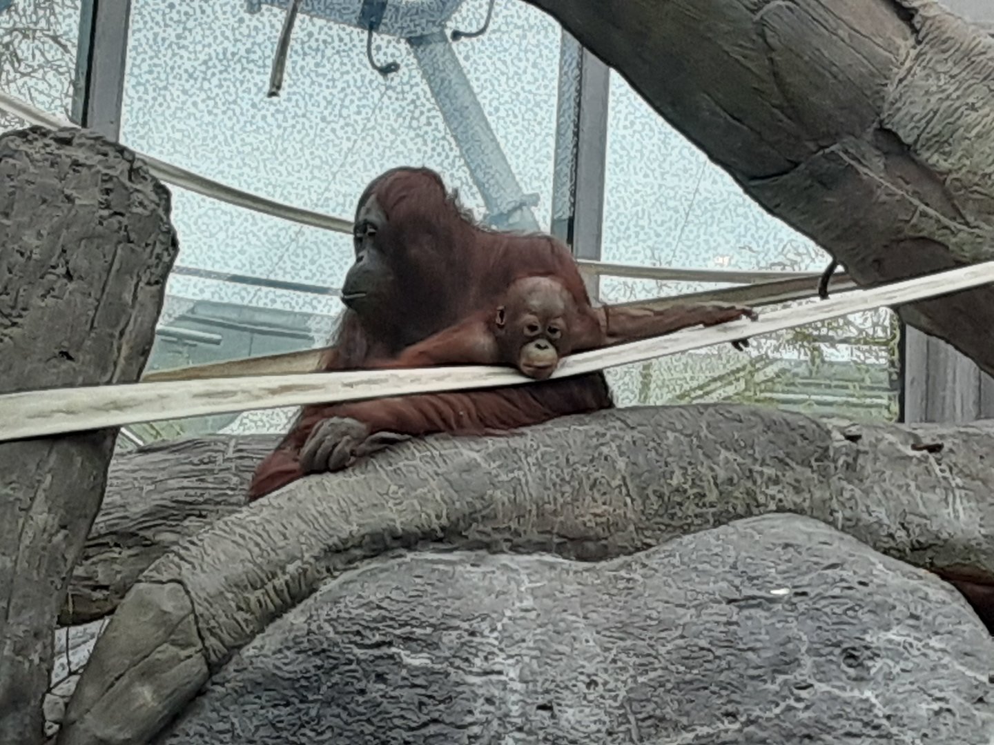 Bornean Orangutans