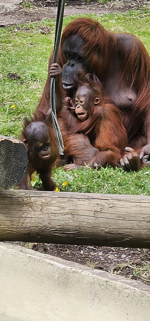 Bornean Orangutans