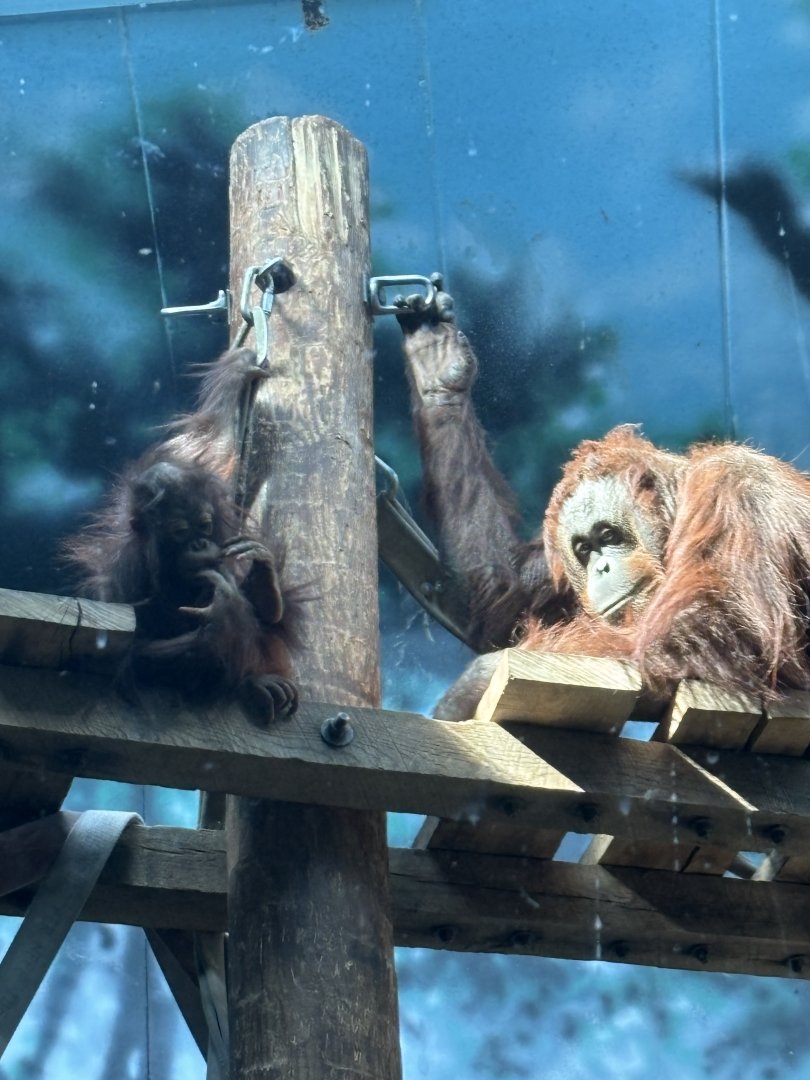 Bornean Orangutans