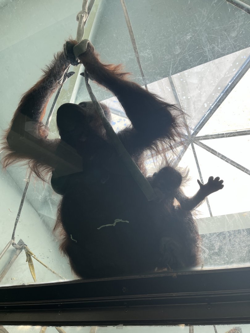 Bornean Orangutans