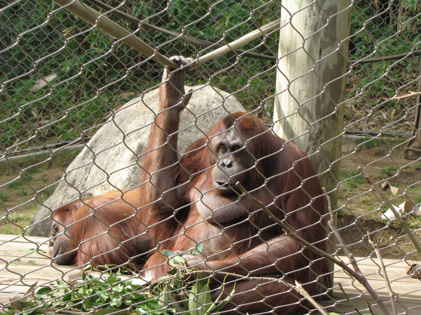 Bornean Orangutans