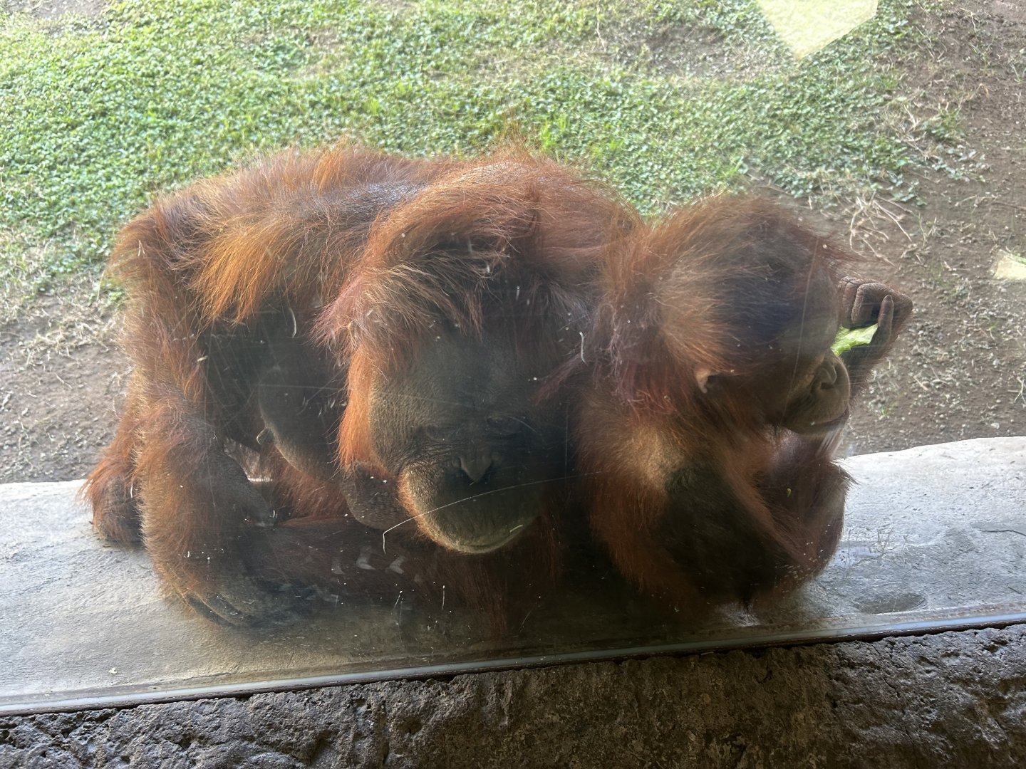 Bornean Orangutans